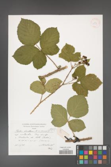 Rubus hevellicus [KOR 38308]
