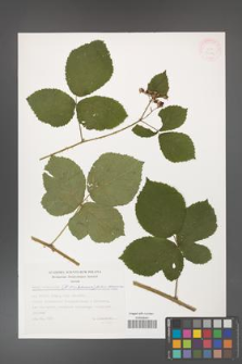 Rubus hevellicus [KOR 32444]