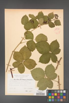 Rubus hevellicus [KOR 53991]