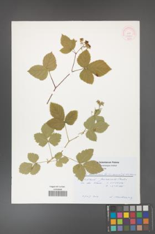 Rubus hevellicus [KOR 51890]