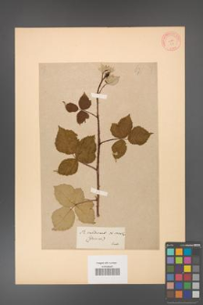 Rubus hevellicus [KOR 67]