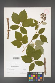 Rubus henrici-egonis [KOR 44366]
