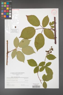 Rubus henrici-egonis [KOR 44017]