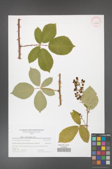 Rubus henrici-egonis [KOR 43990]