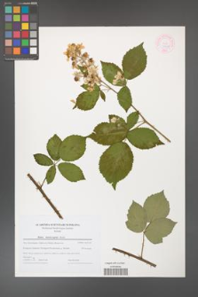 Rubus henrici-egonis [KOR 44602]