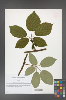 Rubus henrici-egonis [KOR 51844]