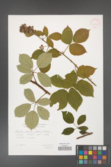 Rubus henrici-egonis [KOR 29599]
