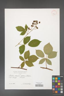 Rubus henrici-egonis [KOR 39895]