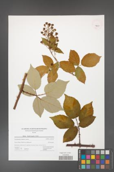 Rubus henrici-egonis [KOR 42817]