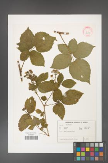 Rubus hadroacanthos [KOR 32317]