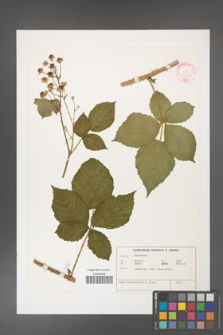 Rubus hadroacanthos [KOR 32315]