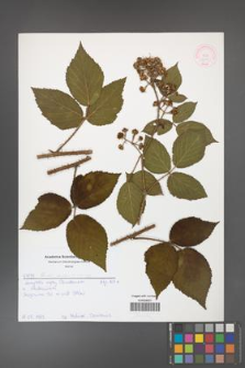 Rubus hirtus [KOR 51906]