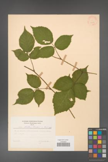 Rubus hirtus [KOR 31259]