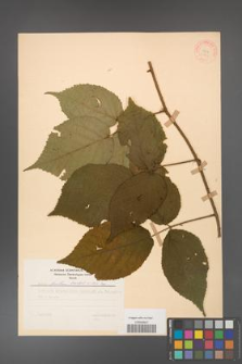 Rubus hirtus [KOR 31301]