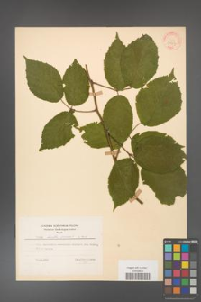 Rubus hirtus [KOR 31267]