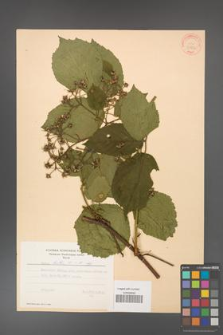 Rubus hirtus [KOR 31222]