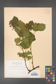 Rubus hirtus [KOR 31222a]