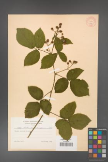 Rubus hirtus [KOR 8746]