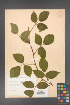 Rubus hirtus [KOR 8657]