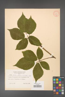 Rubus hirtus [KOR 8652]