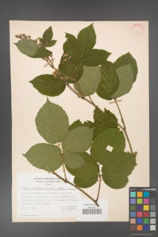 Rubus hirtus [KOR 31234]