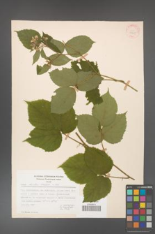 Rubus hirtus [KOR 31215]