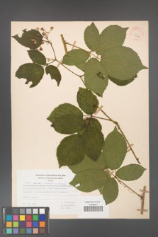 Rubus hirtus [KOR 31214]