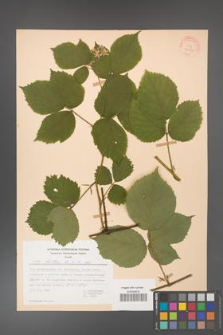 Rubus hirtus [KOR 31233]
