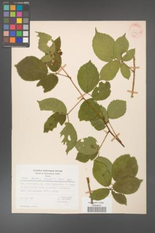 Rubus hirtus [KOR 31241]