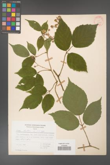 Rubus hirtus [KOR 31243]