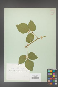 Rubus hirtus [KOR 31217]