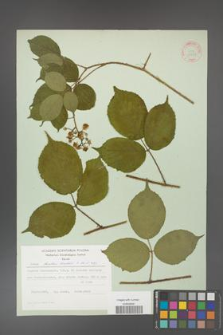 Rubus hirtus [KOR 31288]