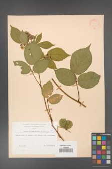 Rubus hirtus [KOR 31306]