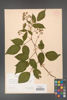 Rubus hirtus [KOR 31253]