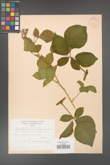 Rubus hirtus [KOR 31249]