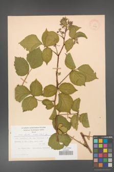 Rubus hirtus [KOR 27978]