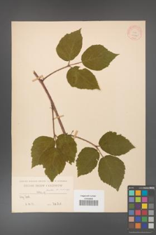 Rubus hirtus [KOR 10775]