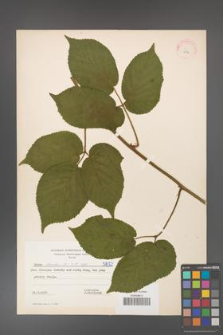 Rubus hirtus [KOR 5832]