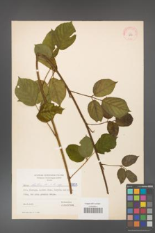 Rubus hirtus [KOR 5833]