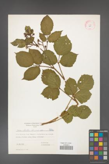 Rubus hirtus [KOR 5844]