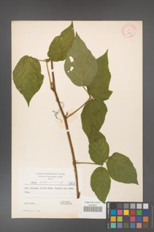 Rubus hirtus [KOR 5821]