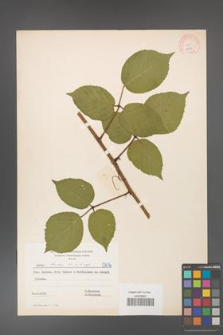 Rubus hirtus [KOR 5816]