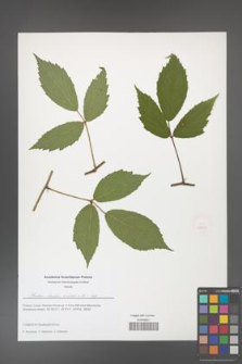 Rubus hirtus [KOR 51665]