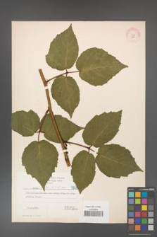 Rubus hirtus [KOR 5835]