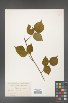 Rubus hirtus [KOR 10785]
