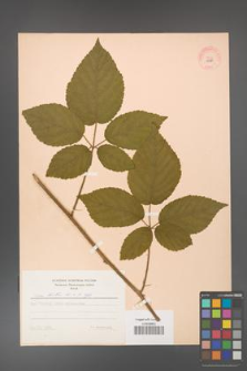 Rubus hirtus [KOR 10789]