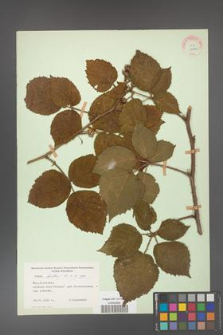 Rubus hirtus [KOR 10791]