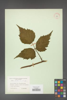 Rubus hirtus [KOR 10790]