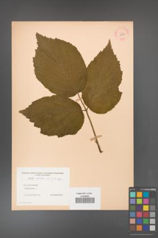 Rubus hirtus [KOR 10792]