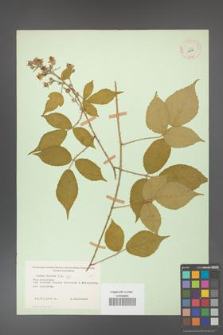 Rubus hirtus [KOR 10795]